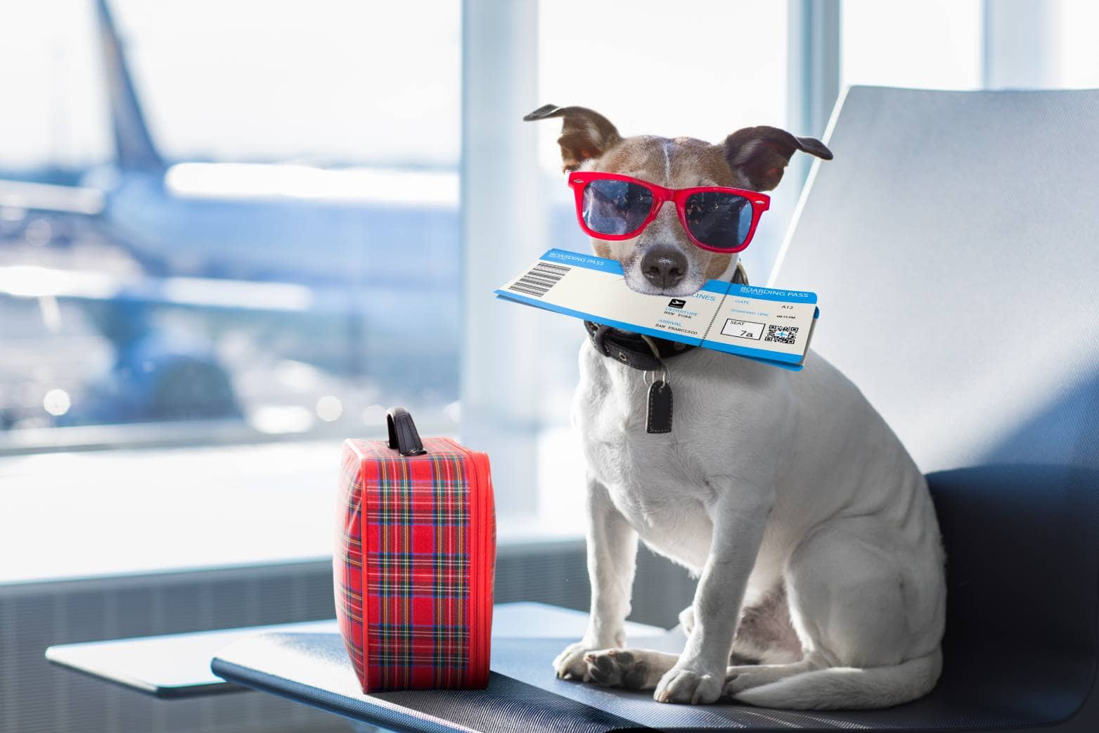 Pet in Airlines