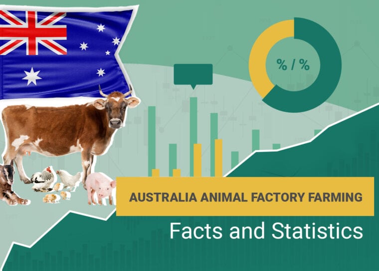 Australia Animal Factory Farming