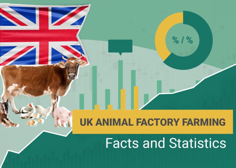 UK Animal Factory Farming Facts and Statistics
