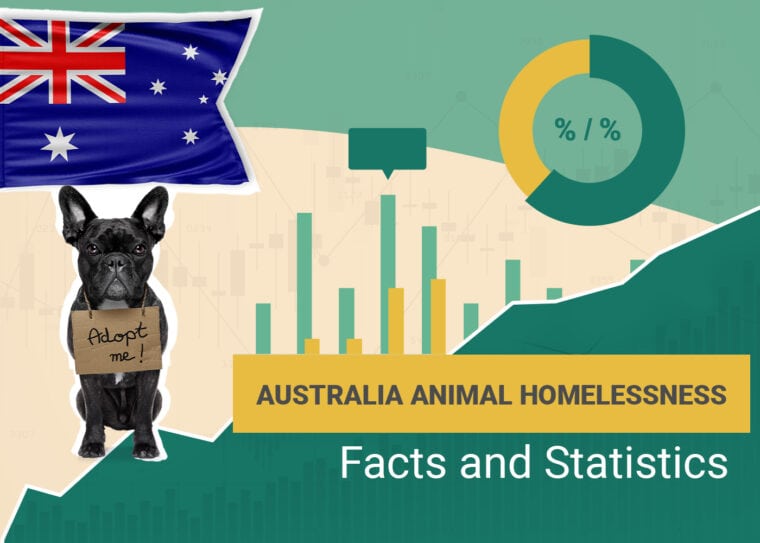 Australia Animal Homelessness