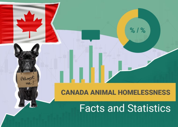 Canada Animal Homelessness Facts and Statistics