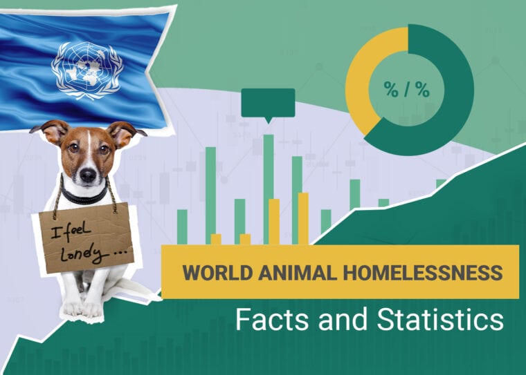 World Animal Homelessness Facts and Statistics