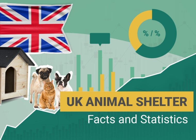 UK Animal Shelter Facts and Statistics