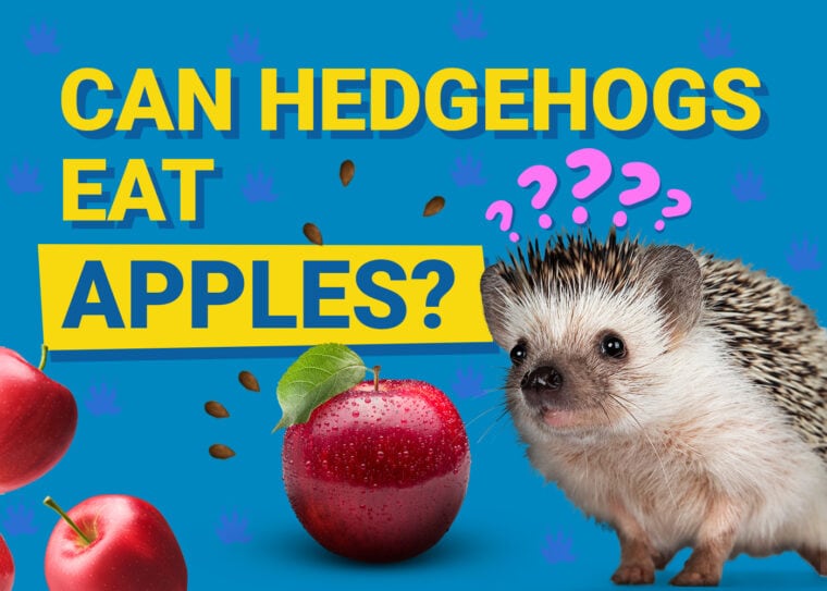 Can Hedgehogs Eat_apples