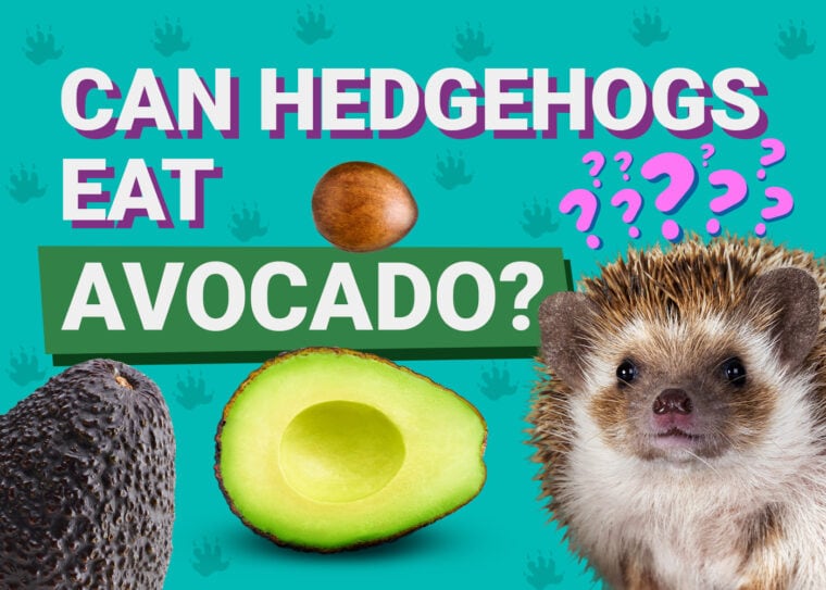 Can Hedgehogs Eat_avocado