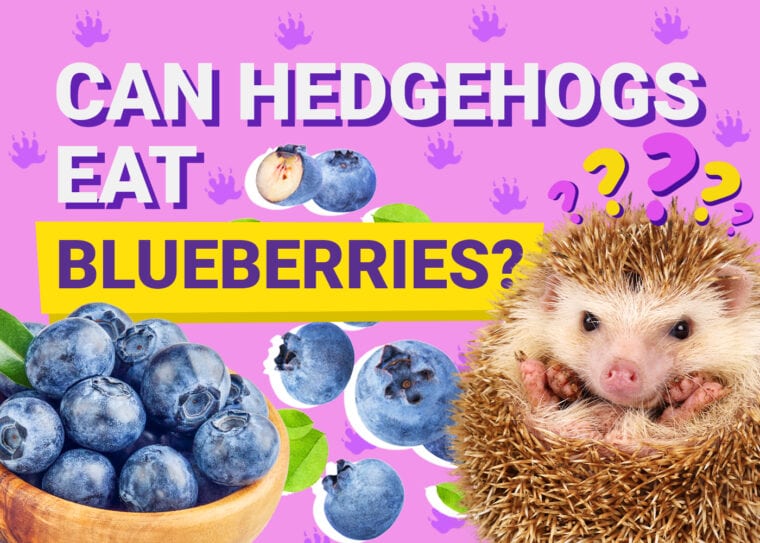 Can Hedgehogs Eat_blueberries