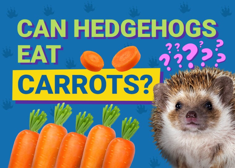 Can Hedgehogs Eat_carrots