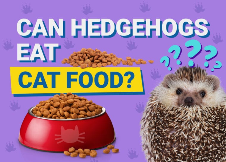 Can Hedgehogs Eat_cat food