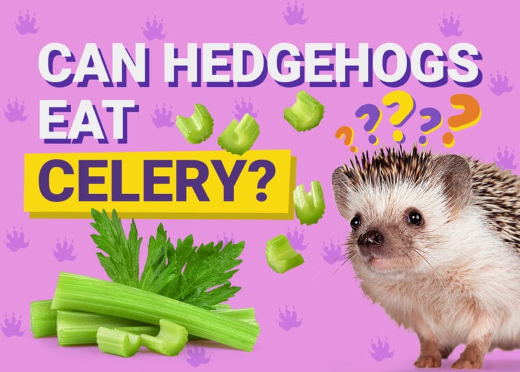 Can Hedgehogs Eat_celery