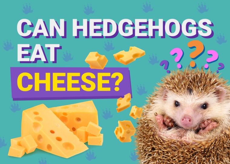 Can Hedgehogs Eat_cheese