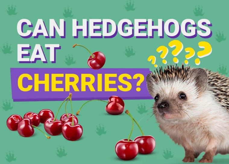 Can Hedgehogs Eat_cherries