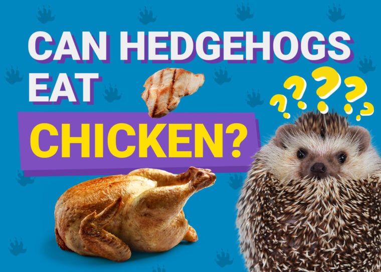 Can Hedgehogs Eat_chicken