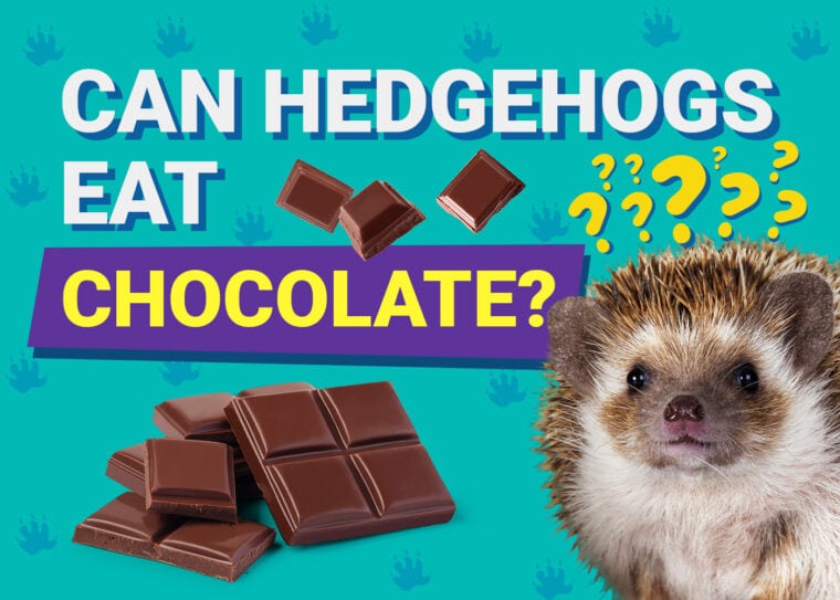 Can Hedgehogs Eat_chocolate