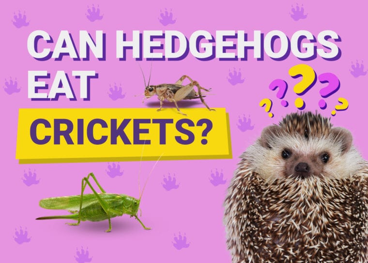 Can Hedgehogs Eat_crickets