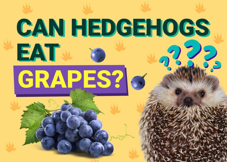 Can Hedgehogs Eat_grapes