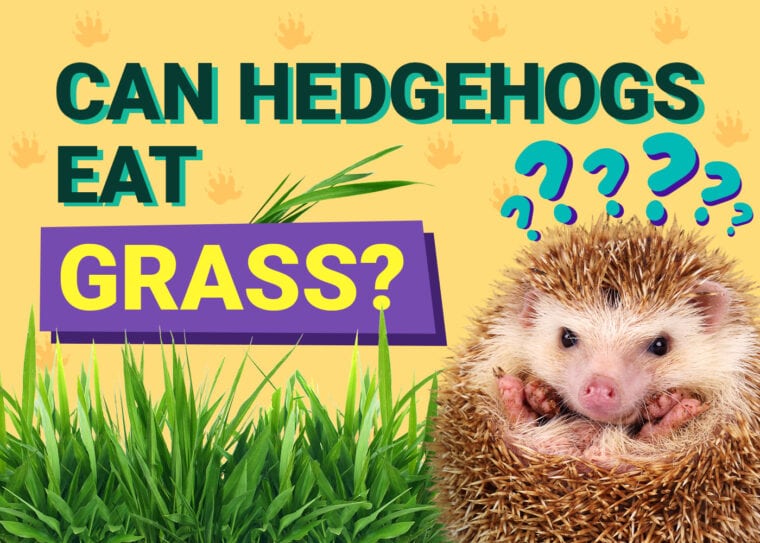 Can Hedgehogs Eat_grass
