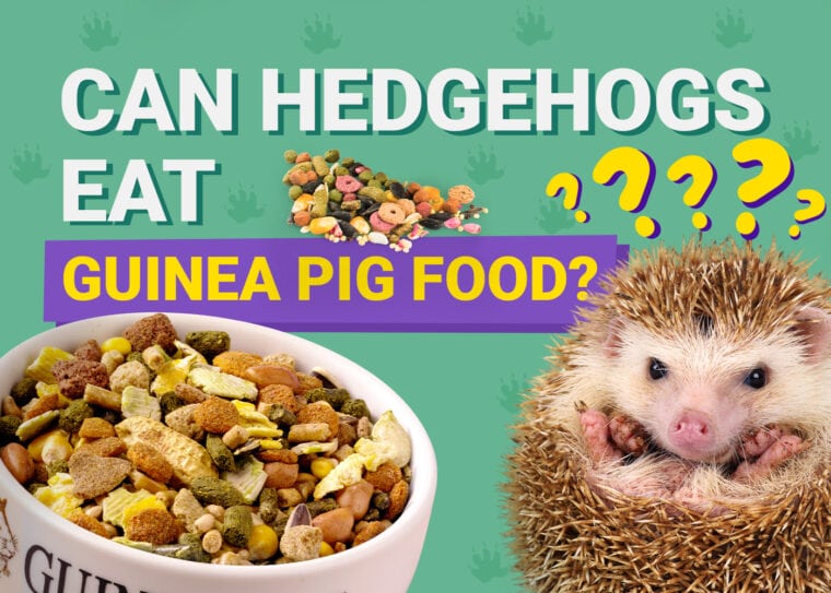 Can Hedgehogs Eat_guinea pig food