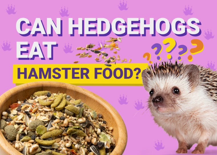Can Hedgehogs Eat_hamster food