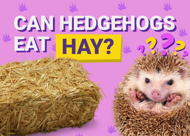 Can Hedgehogs Eat_hay