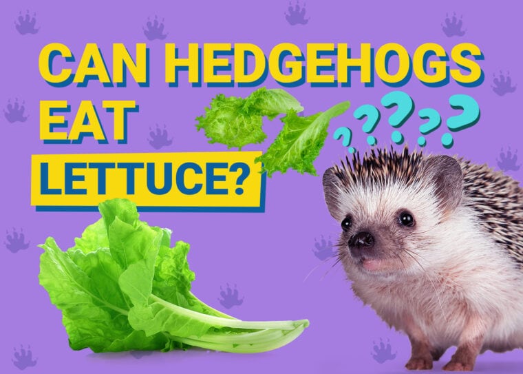 Can Hedgehogs Eat_lettuce