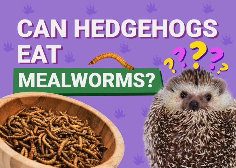 Can Hedgehogs Eat_mealworms