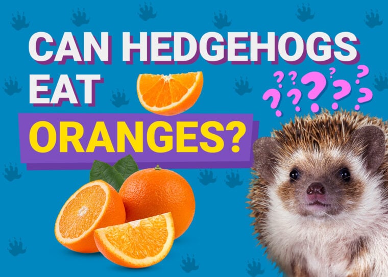Can Hedgehogs Eat_oranges