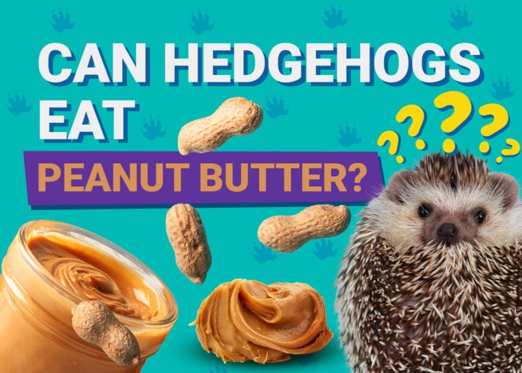 Can Hedgehogs Eat_peanut butter
