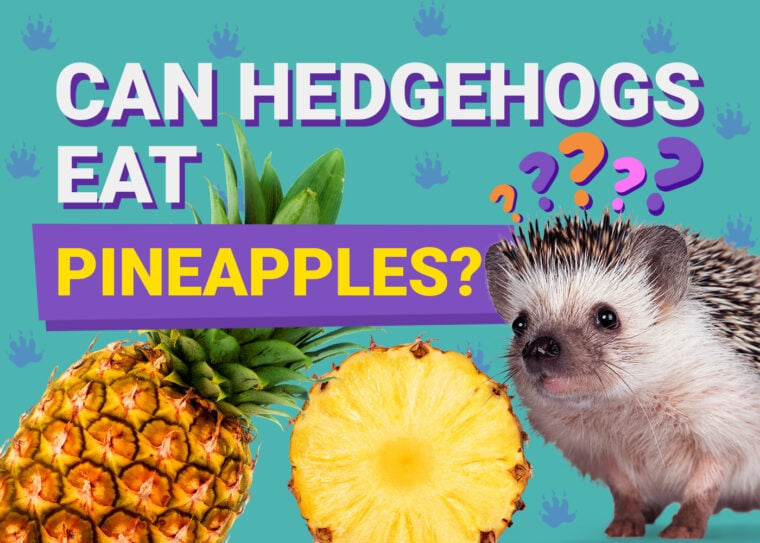 Can Hedgehogs Eat_pineapples