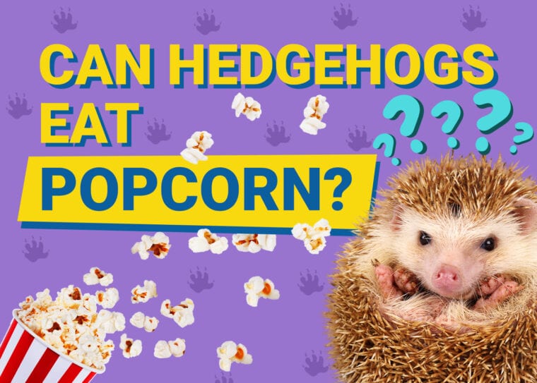 Can Hedgehogs Eat_popcorn
