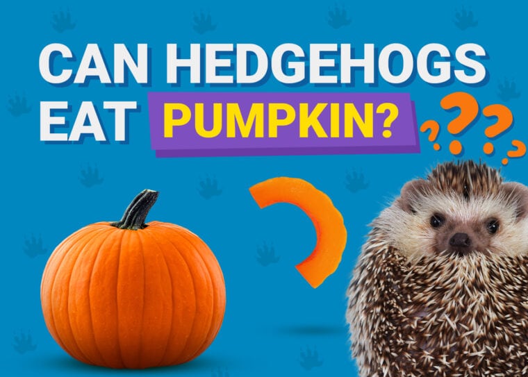 Can Hedgehogs Eat_pumpkin