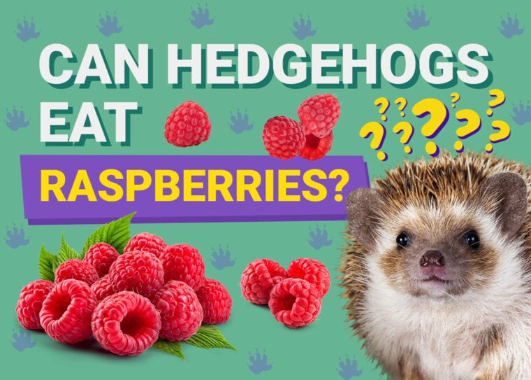 Can Hedgehogs Eat_raspberries