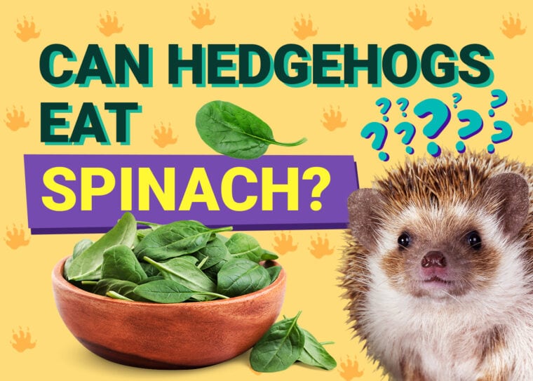 Can Hedgehogs Eat_spinach