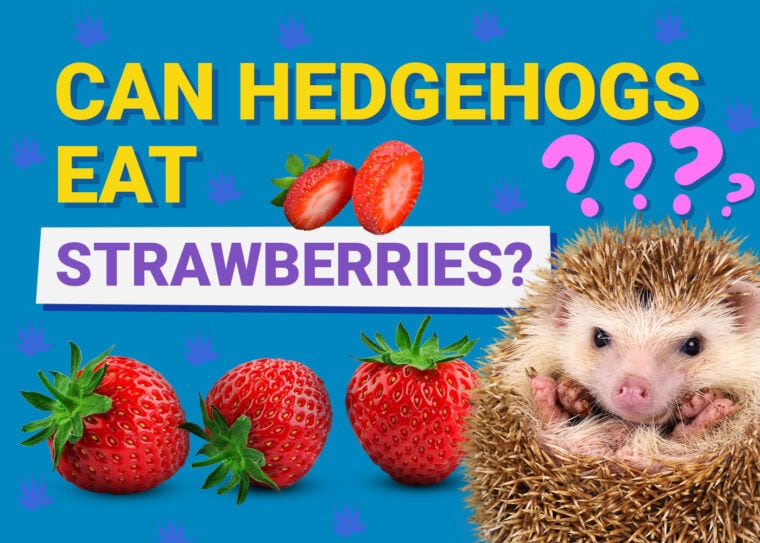 Can Hedgehogs Eat_strawberries