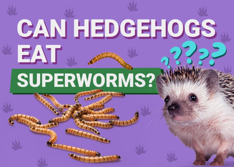 Can Hedgehogs Eat_superworms
