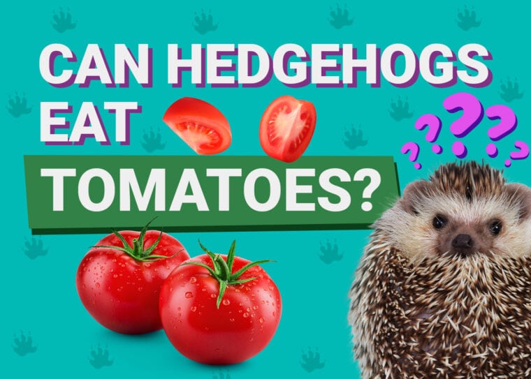 Can Hedgehogs Eat_tomato