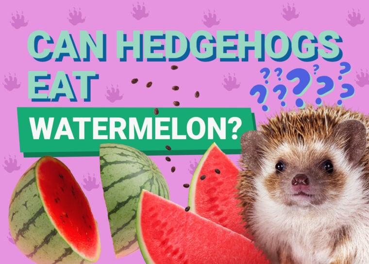 Can Hedgehogs Eat_watermelon