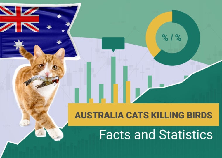 Australia Cats Killing Birds Facts and Statistics