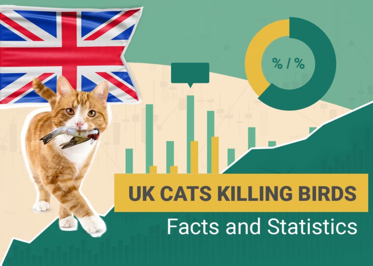 UK Cats killing Bird Facts and Statistics