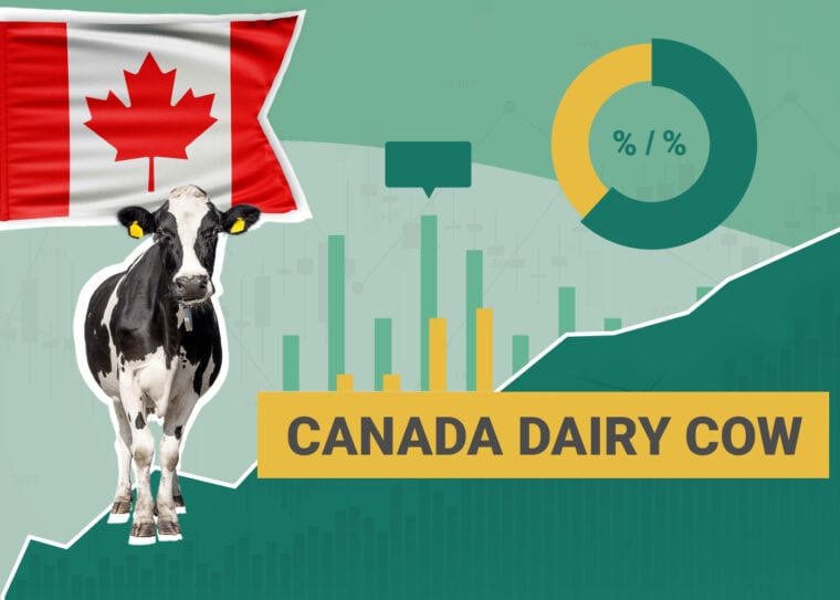 Canada Diary Cow