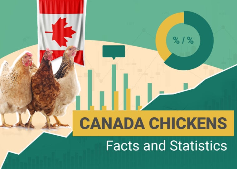 How Many Chickens Statistics Canada