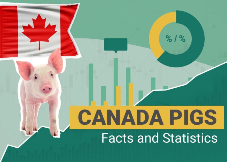Canada Pigs Facts and Statistics