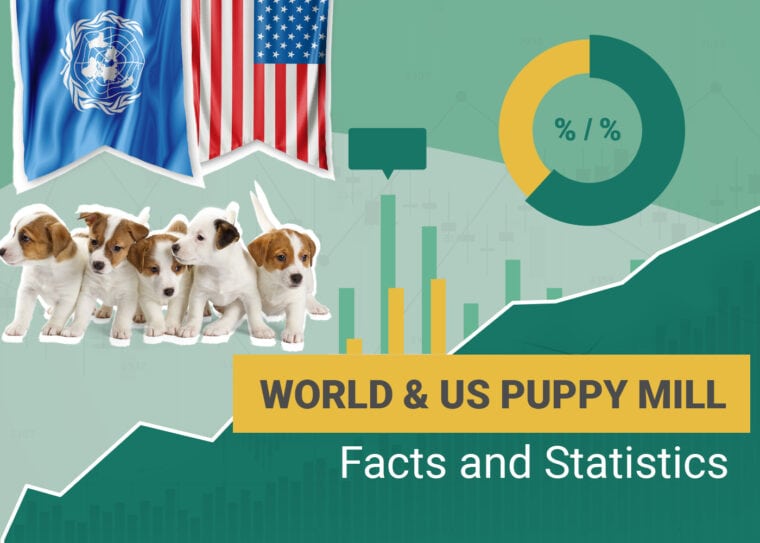 13 Heartbreaking Puppy Mill Statistics & Facts 2024 Update Pet Keen