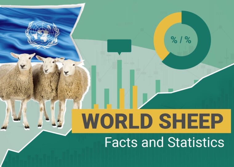 world sheep facts and statistics