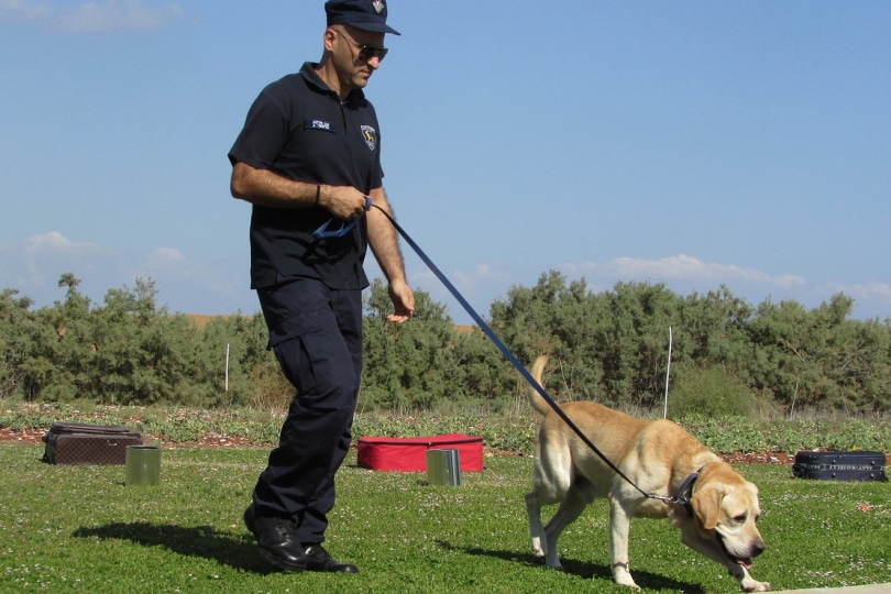 What Happens to Dogs That Fail Police Training? - Pet Keen