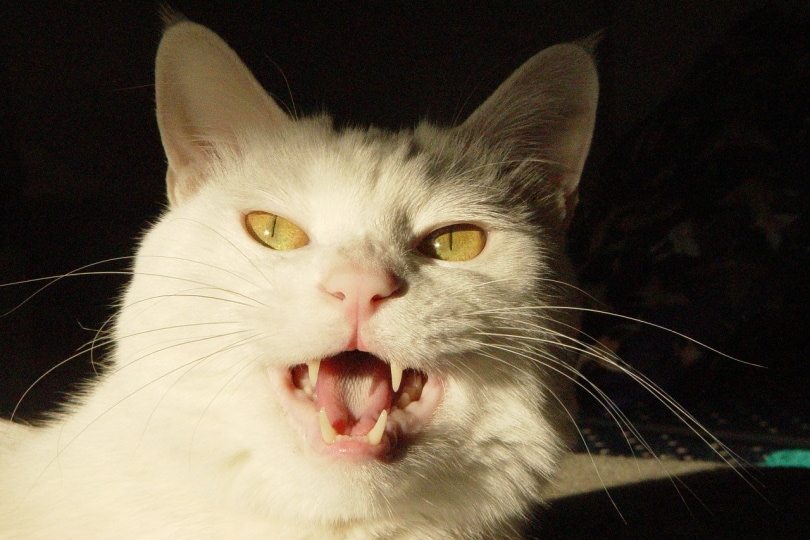 Portrait of cat meowing