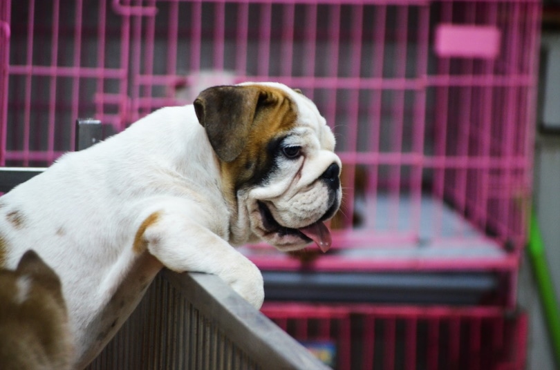 Puppy bulldog in a kennel