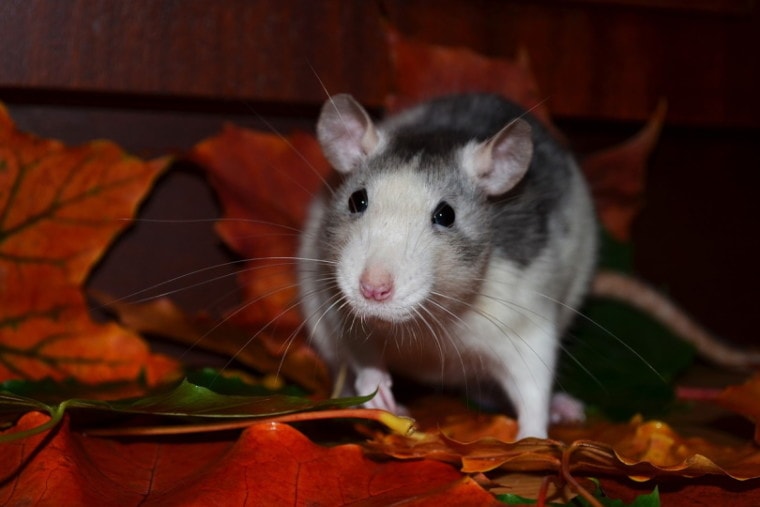 Rat walking on dry leaves at night
