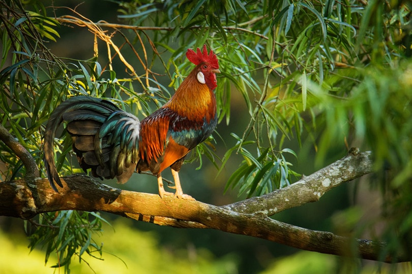 लाल जंगल मुर्गी चिकन