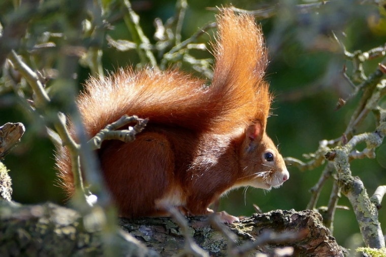 Red squirrel hiding in a tree