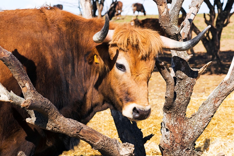 Ox vs Cow: What's the Difference? (With Pictures) | Pet Keen